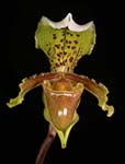 Paph. insigne