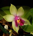 Phal. bellina